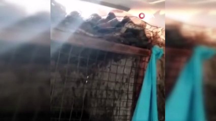 Kurtarmak için dil döktükleri yılan evin kedisine böyle yem oldu