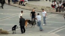 Başıboş köpekler bu sefer birbirlerine saldırdı, vatandaş ayırmak için seferber oldu