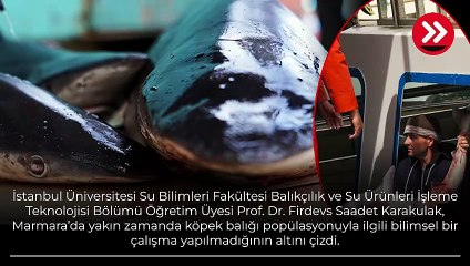 Marmara'da köpek balığı artışı! Sebebi şaşkınlık yarattı