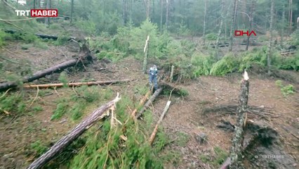 Kütahya'da fırtına: Ormanda yüzlerce çam ağacı devrildi