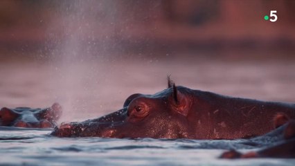 Hippopotames, les architectes de l'Okavango
