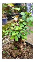 Kumpulan Bahan Bonsai ileng ileng Terbaru