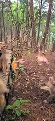monkey baby playing in the trê