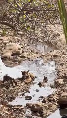 नूर के शावकों के मिलने की उम्मीद कम