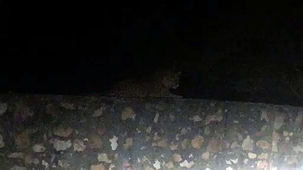 रणथम्भौर: डेढ़ साल में 12 पैंथरों की हुई मौत