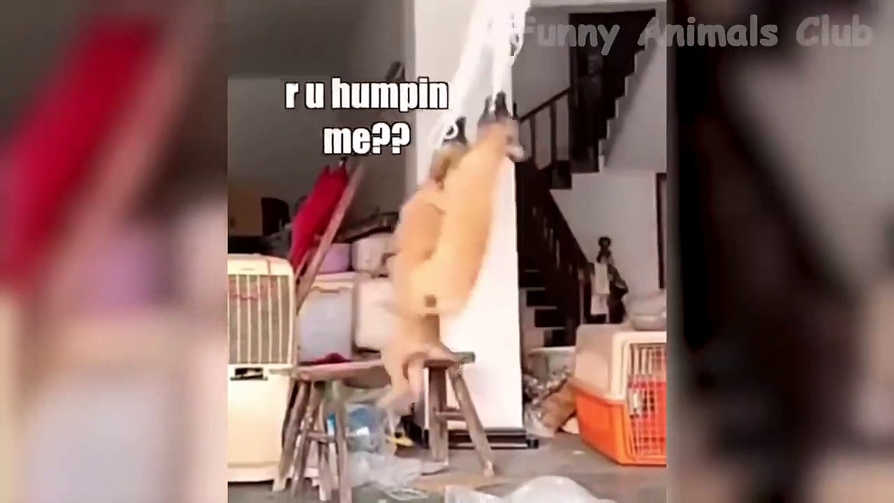 Funny Animal Videos 2022  - Funniest Cats And Dogs Videos  #8