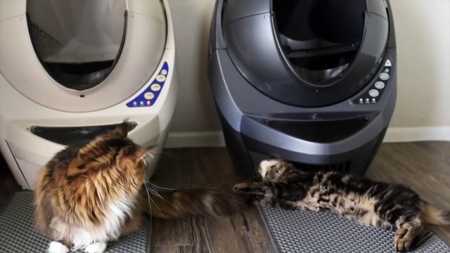 What are the 8 Annoying Things Maine Coons Do?