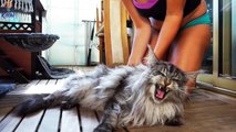 Maine Coons are the Most Popular Cat Breeds in America