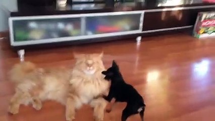 Dog angry Maine Coon