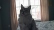 Maine Coon Cat Sean Coonery Talking