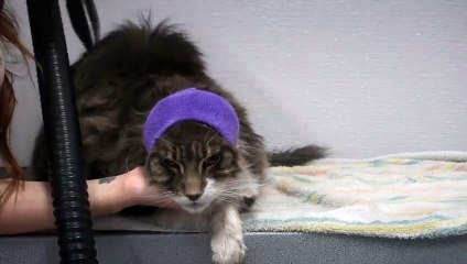 A Giant Maine Coon Cat Attacked A Groomer