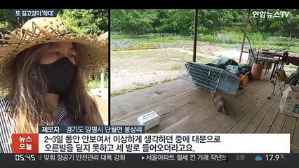 사냥총에 또 길고양이 숨져…동물학대 '사각'