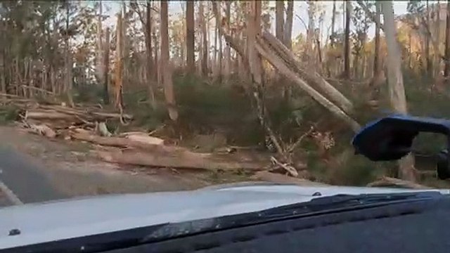 Trees down following wild weather at Kentish