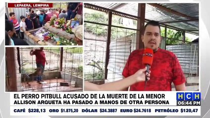 Pitbull que atacó y provocó la meurte de una menor permanece en un refugio para perros