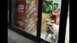 Funniest Cats   Dont try to hold back Laughter   Funny Cats Life_1080p