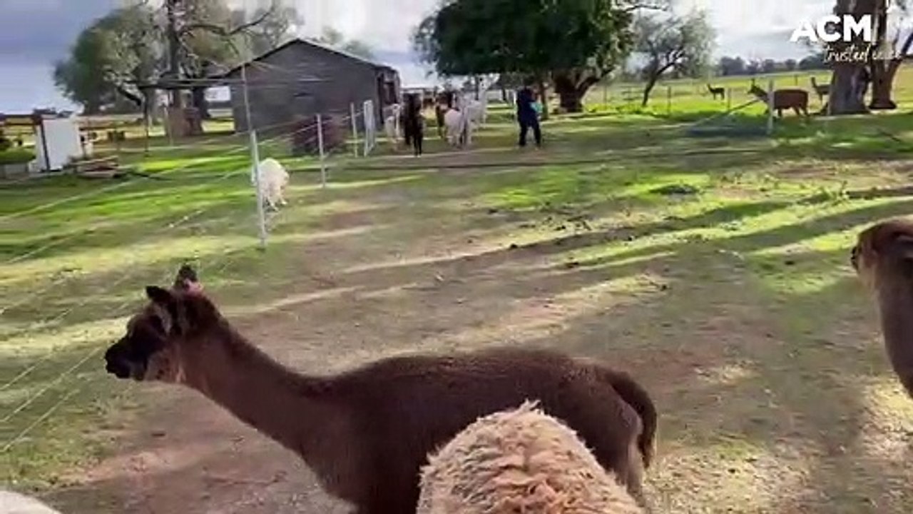 Alpaca fun at Quentin Park Alpacas and Studio Gallery