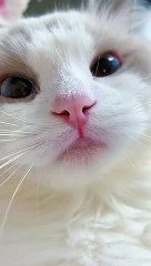 Shorts cat meme  kitten tik tok video  funny cats meow_ Funny Videos