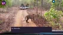 A Streak Of Tigers: IFS Officer Shares Video With Six Tigers Crossing Forest Path