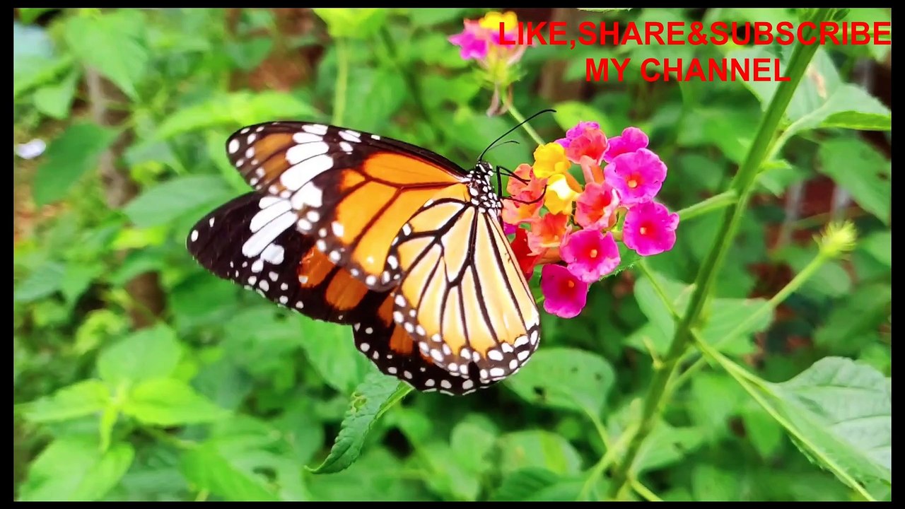 Nature Ambient Musical videos flower gardens 22