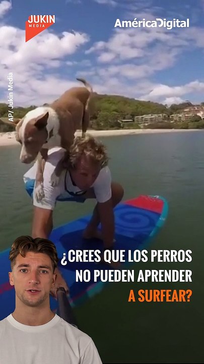 ¿Crees que los #perros no pueden aprender a surfear?