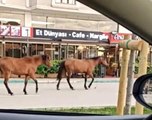 Bursa'da başıboş atlar yollarda cirit atıyor