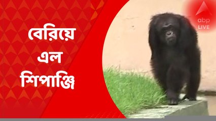 Alipore zoo chimpanzee আলিপুর চিড়িয়াখানায় এনক্লোজার টপকে বেরিয়ে এল শিপাঞ্জি, তারপর ?