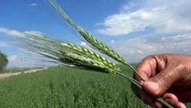 Muş'ta çiftçiler arpa ve buğday veriminde yüzde 75 artış bekliyor