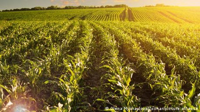 Ukraine's agriculture industry sees huge losses