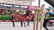 Bursa'da başıboş atlar tehlike saçtı