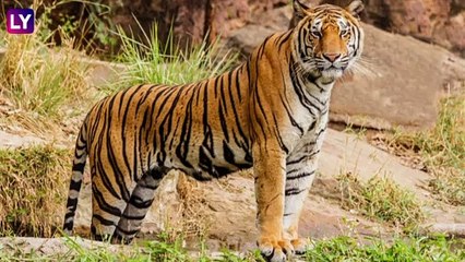 A Streak Of Tigers: IFS अधिकारीने वाघांचा दुर्मिळ व्हिडीओ केला शेअर, पाहून व्हाल चकित