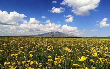 Çiçeklerle renklenen Sütey Yaylası ve Süphan Dağı'ndan mest eden manzaralar