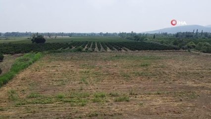 Tarlada kurumaya bırakılan 10 ton sarımsağı çaldılar