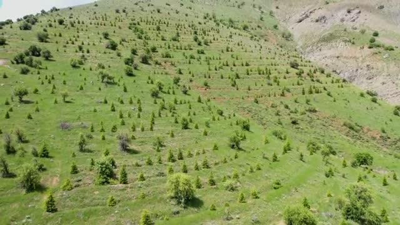 DİYARBAKIR - Güneydoğu'da dikilen fidanlar kar ve yağmur sularıyla yeşerdi