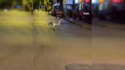 İstanbul'da Martılar kavga etti vatandaşlar ayırmaya çalıştı