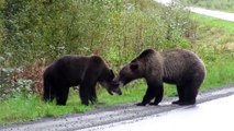 Un combat d'ours bruns éclate sur une route