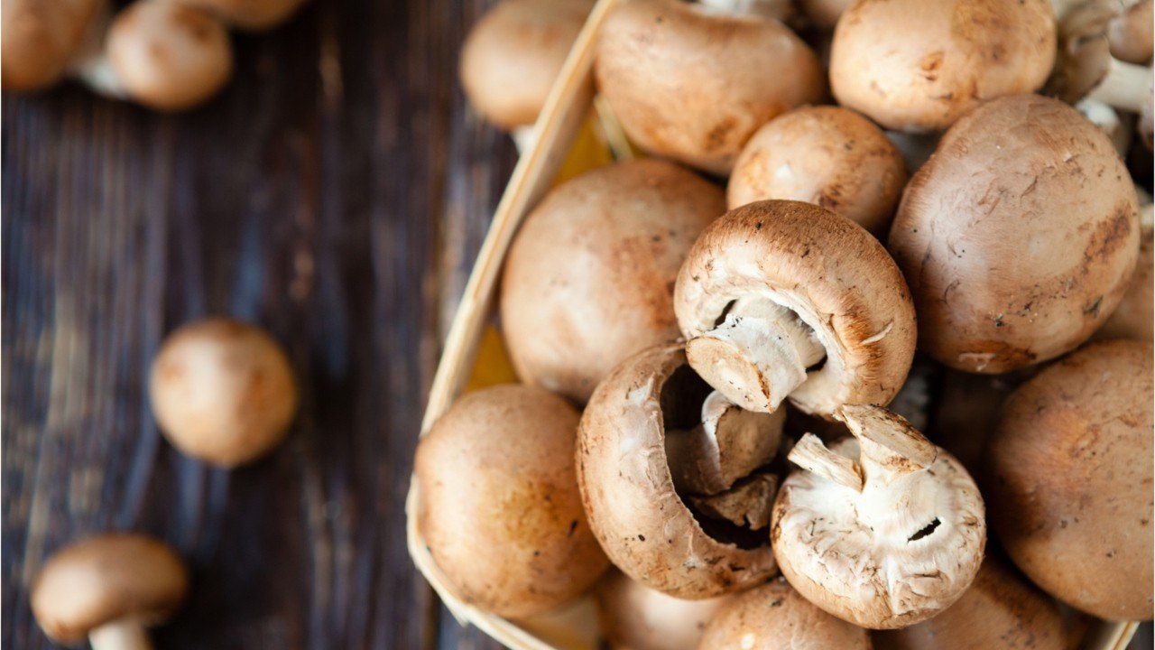 Dann sind champignons am aromatischsten
