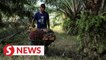 Malaysian farmers fight to harvest amid labour crunch