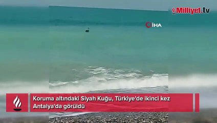 Koruma altındaki Siyah Kuğu, Türkiye'de ikinci kez Antalya'da görüldü