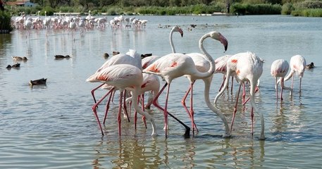 Un flamant rose né en Camargue dans les années 1970 fête ses 45 ans cette année