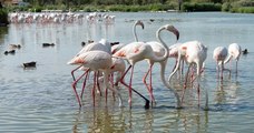 Un flamant rose né en Camargue dans les années 1970 fête ses 45 ans cette année