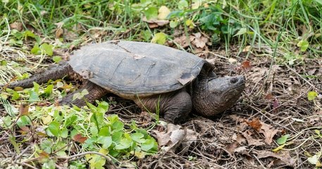 Gironde : des tortues serpentines, une espèce considérée comme dangereuse, prolifèrent dans le département
