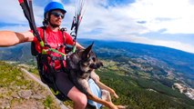 The dog loves paragliding