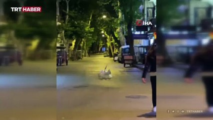 Martılar kavga etti vatandaşlar ayırdı