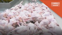 Bekalan Ayam | ANGKASA sasar 100 koperasi terlibat dalam ternakan ayam