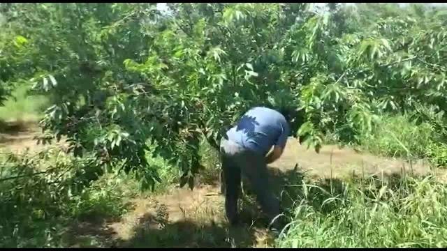 Honazlı Çiftçi, Kiraz Fiyatı Maliyetini Karşılamayınca Ağaçlarını Kesti