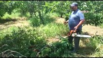 Çiftçi zor durumda: Maliyetini karşılamayınca ağaçlarını kesti