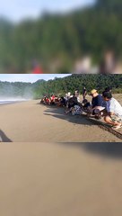 Pelepasan Anak Hewan Purba __ Jalur Sukamade - Samudera Hindia