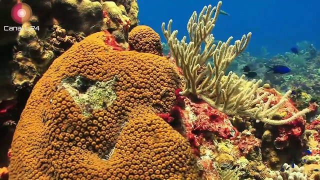 Para siempre amigos míos para siempre