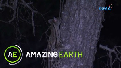 Amazing Earth: Pig with two heads