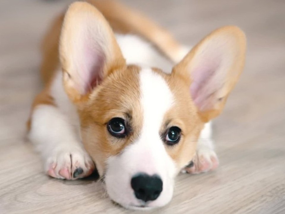 Thor, Darcy, Toffee: Diese Namen verpassen die Deutschen ihren Hunden